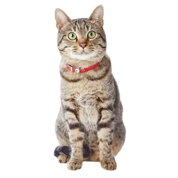 Add.Mate Cowhide Leather Cat Collar Safety-Release Buckle Red 20-25cm