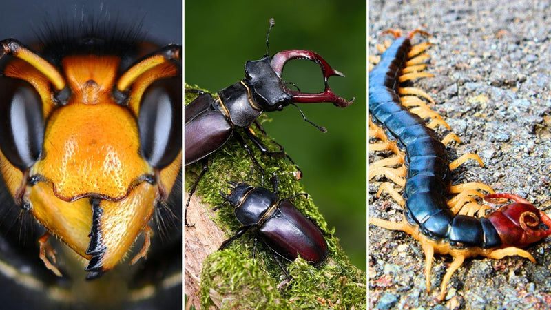 Japanese Insects Guide: Meet the 10 Most Common Mushi in Japan